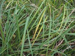 Carex lacustris