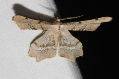 Gonodontis stramenticea