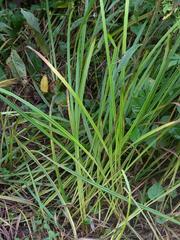 Carex shortiana