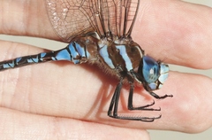 Rhionaeschna dugesi
