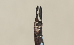Rhionaeschna dugesi