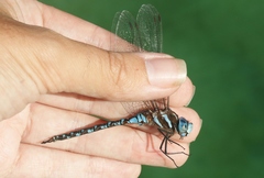 Rhionaeschna dugesi