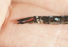 Rhionaeschna dugesi