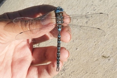 Rhionaeschna dugesi