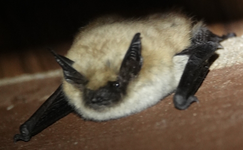 Western Small-footed Myotis