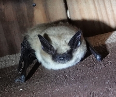 Myotis ciliolabrum