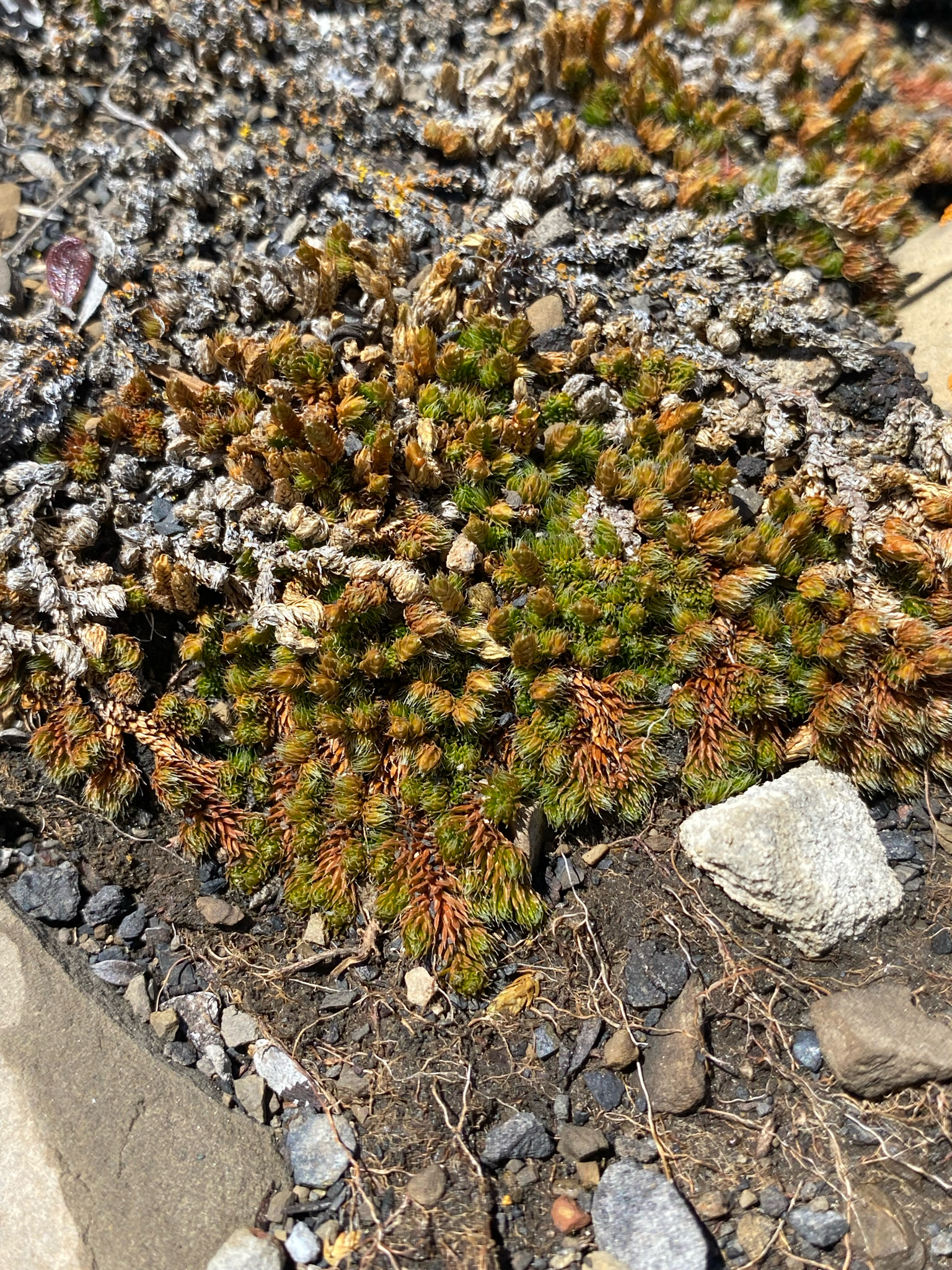 Selaginella standleyi