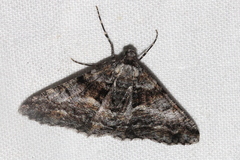 Gastrinodes argoplaca