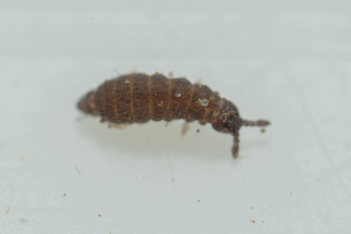Mushroom Springtail