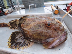Myoxocephalus polyacanthocephalus