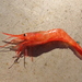 Alaskan Pink Shrimp - Photo (c) rolandwirth, some rights reserved (CC BY-NC), uploaded by rolandwirth