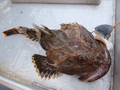 Myoxocephalus polyacanthocephalus