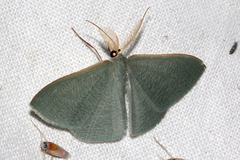 Prasinocyma ocyptera