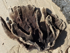 Callyspongia