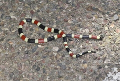 Micruroides euryxanthus