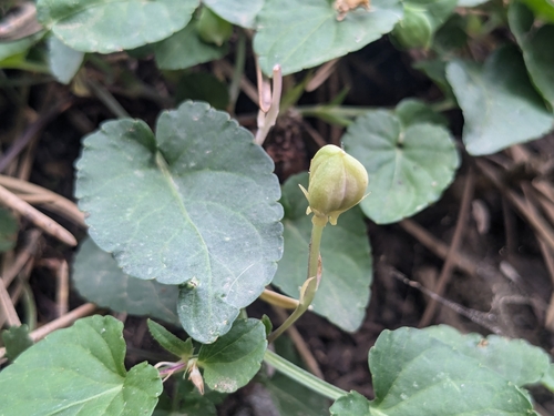 Viola sieheana, photograph 4