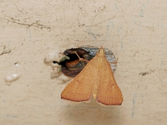 Endotricha pyrosalis