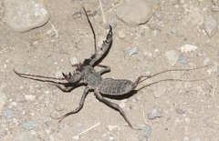 Mastigoproctus tohono