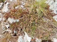 Penstemon davidsonii