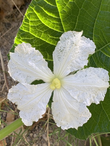 Lagenaria siceraria