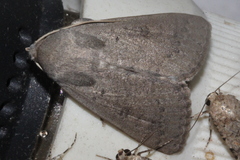 Pandesma submurina