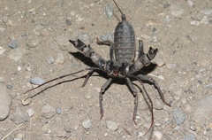 Mastigoproctus tohono