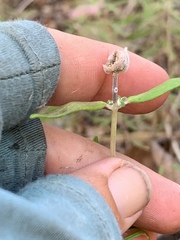 Monardella hypoleuca intermedia