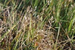 Draba hirta