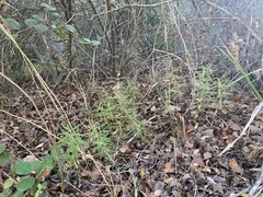 Monardella hypoleuca intermedia