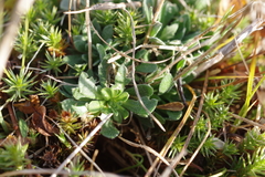 Draba hirta