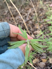 Monardella hypoleuca intermedia