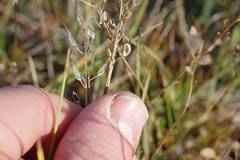 Draba hirta