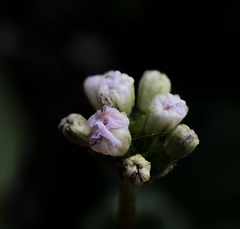 Boerhavia repens