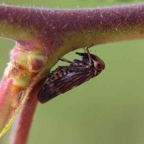 Balcanocerus larvatus