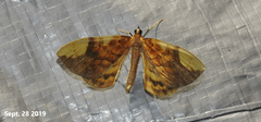 Gandaritis fixseni