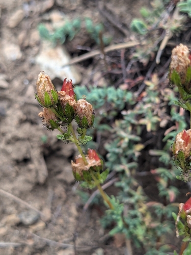 Hypericum confertum (Hypericum confertum)