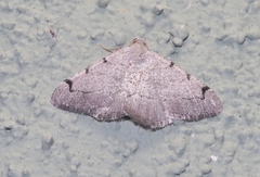 Digrammia triviata