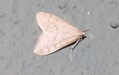 Hahncappsia pergilvalis