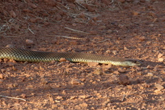 Pseudechis australis