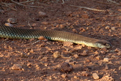 Pseudechis australis