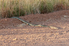 Pseudechis australis