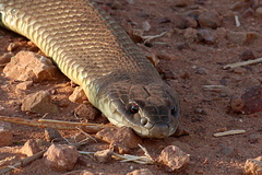 Pseudechis australis