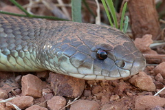 Pseudechis australis