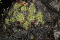 Echinocereus parkeri