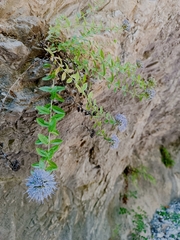Campanula rumeliana