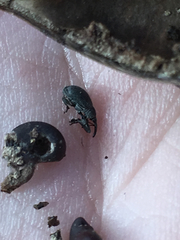 Trichapion rostrum