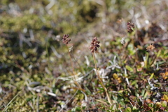 Tofieldia coccinea
