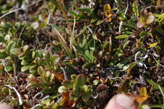Tofieldia coccinea