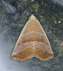 Eublemma cinnamomea