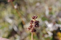 Tofieldia coccinea